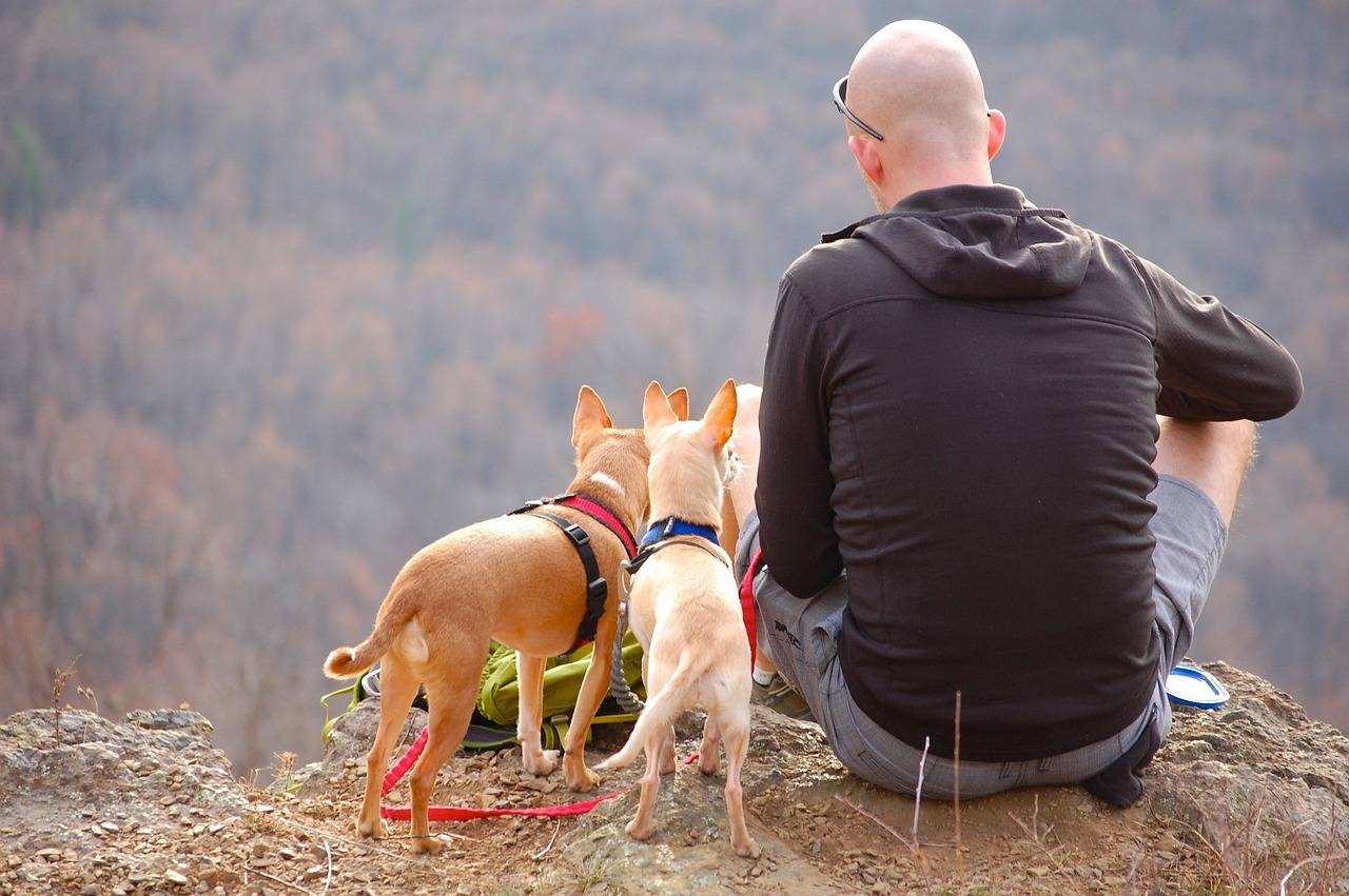 Glamping with Dog