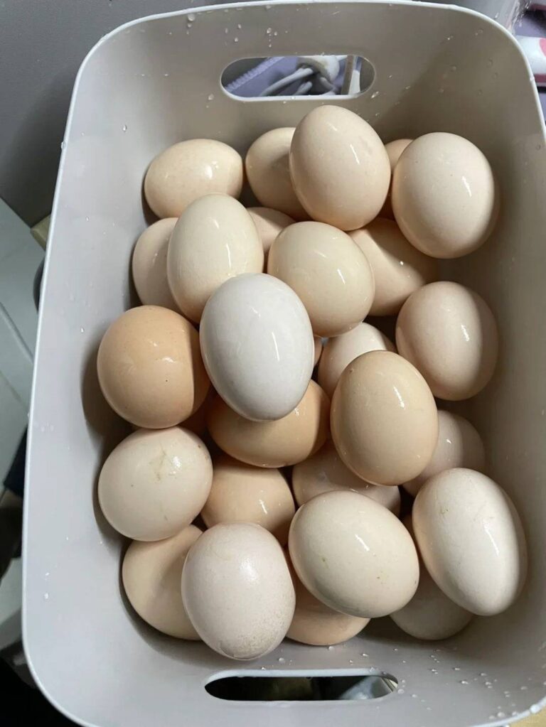 How to Keep Eggs Cold While Camping？