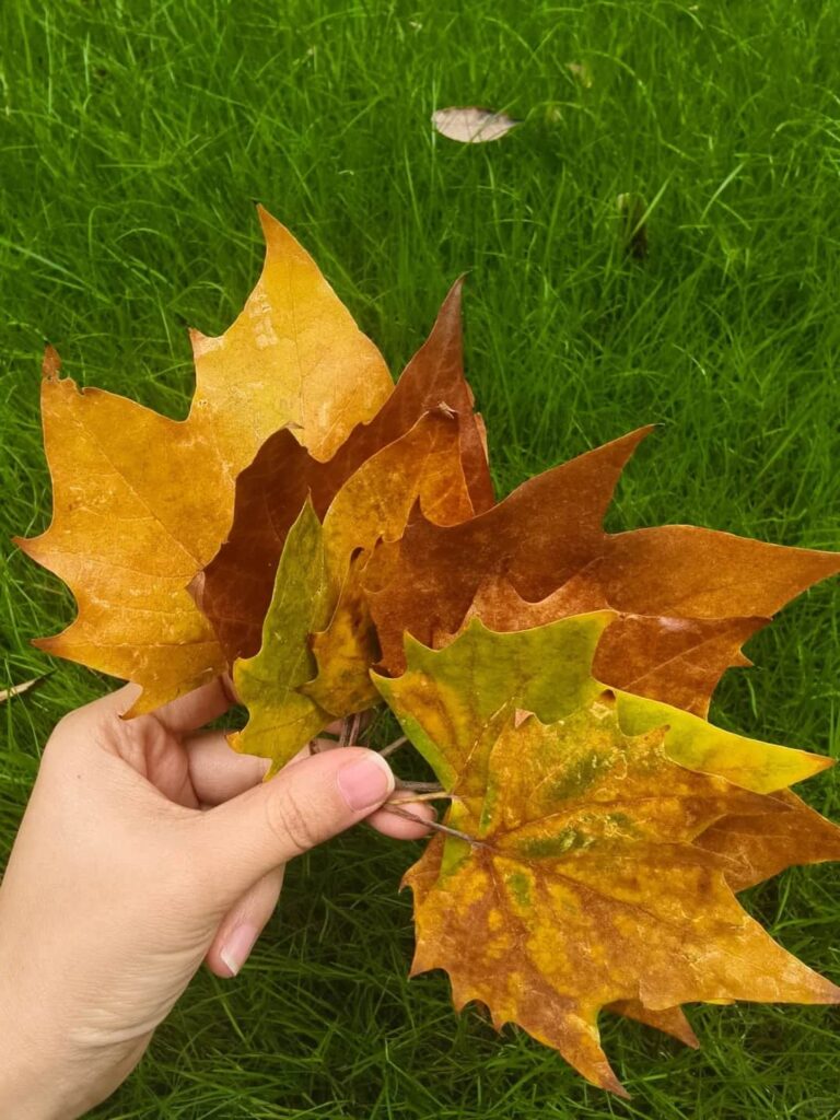 10 Plants You Can Use as Toilet Paper Substitutes in the Wilderness