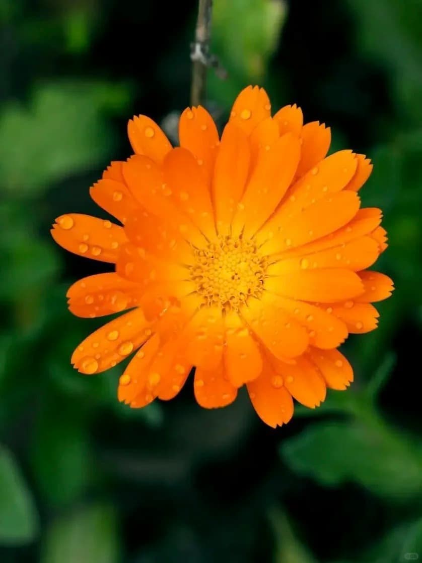 12 Wild Medicinal Plants Let You Become a Wilderness Apothecary