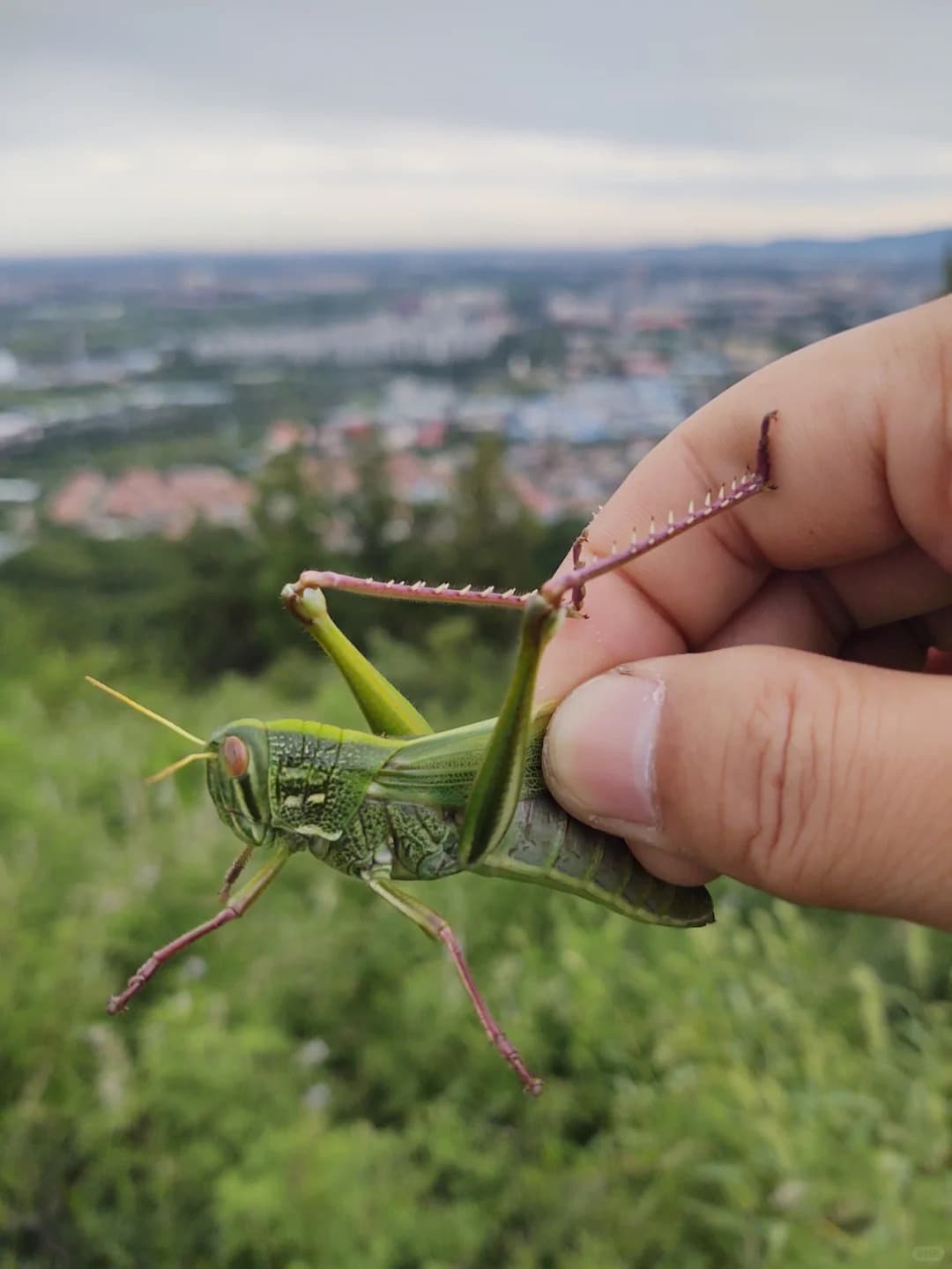 15 Edible Insects That Could Help You Survive in a Survival Situation ...