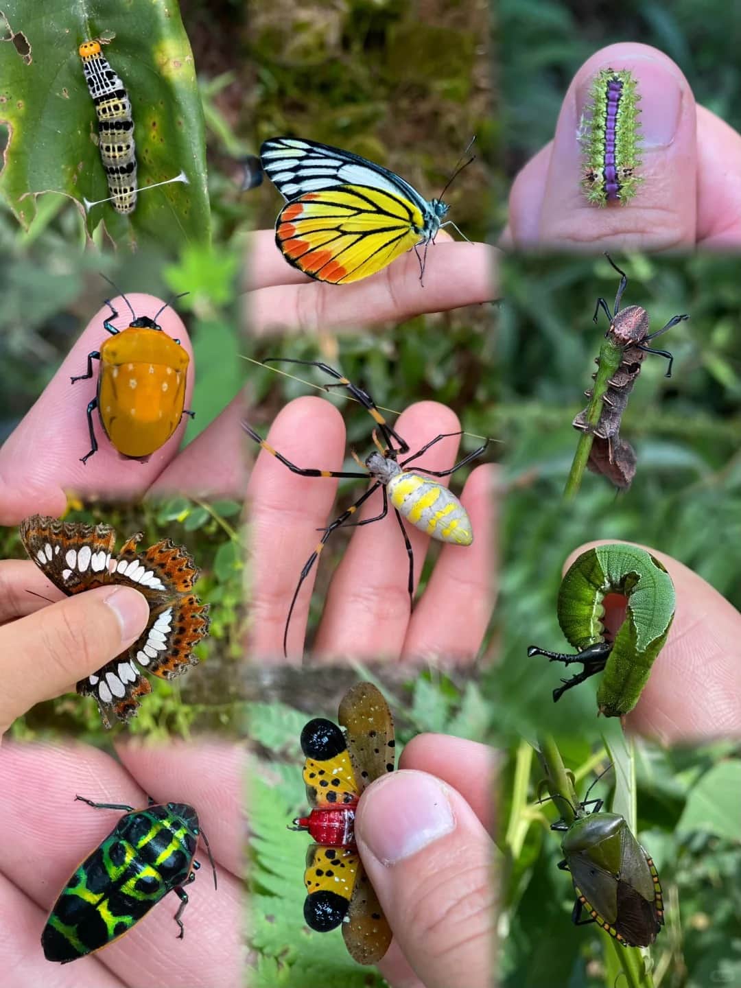 15 Edible Insects That Could Help You Survive in a Survival Situation