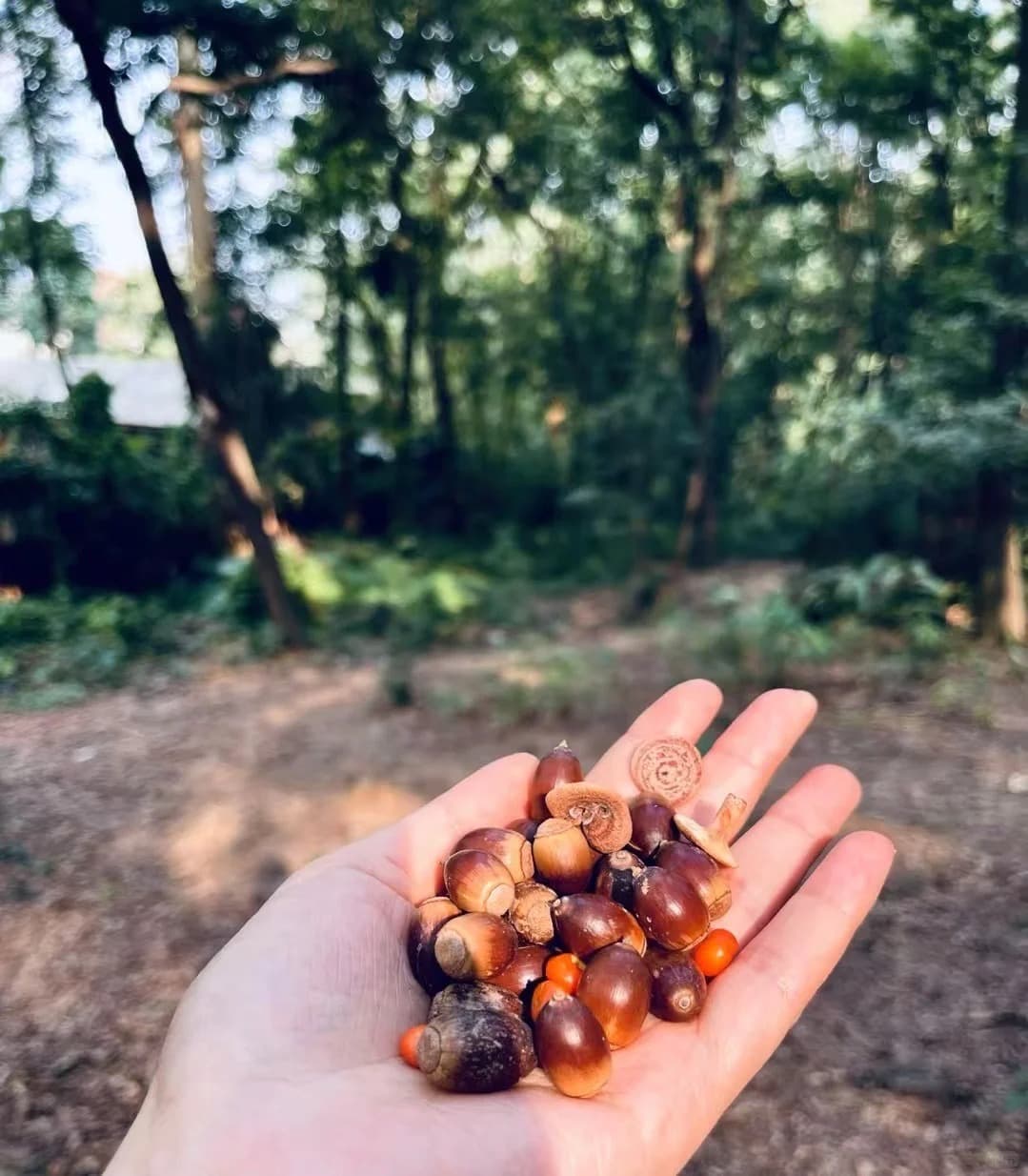 20 Edible Wild Plants You Can Eat in the Wilderness