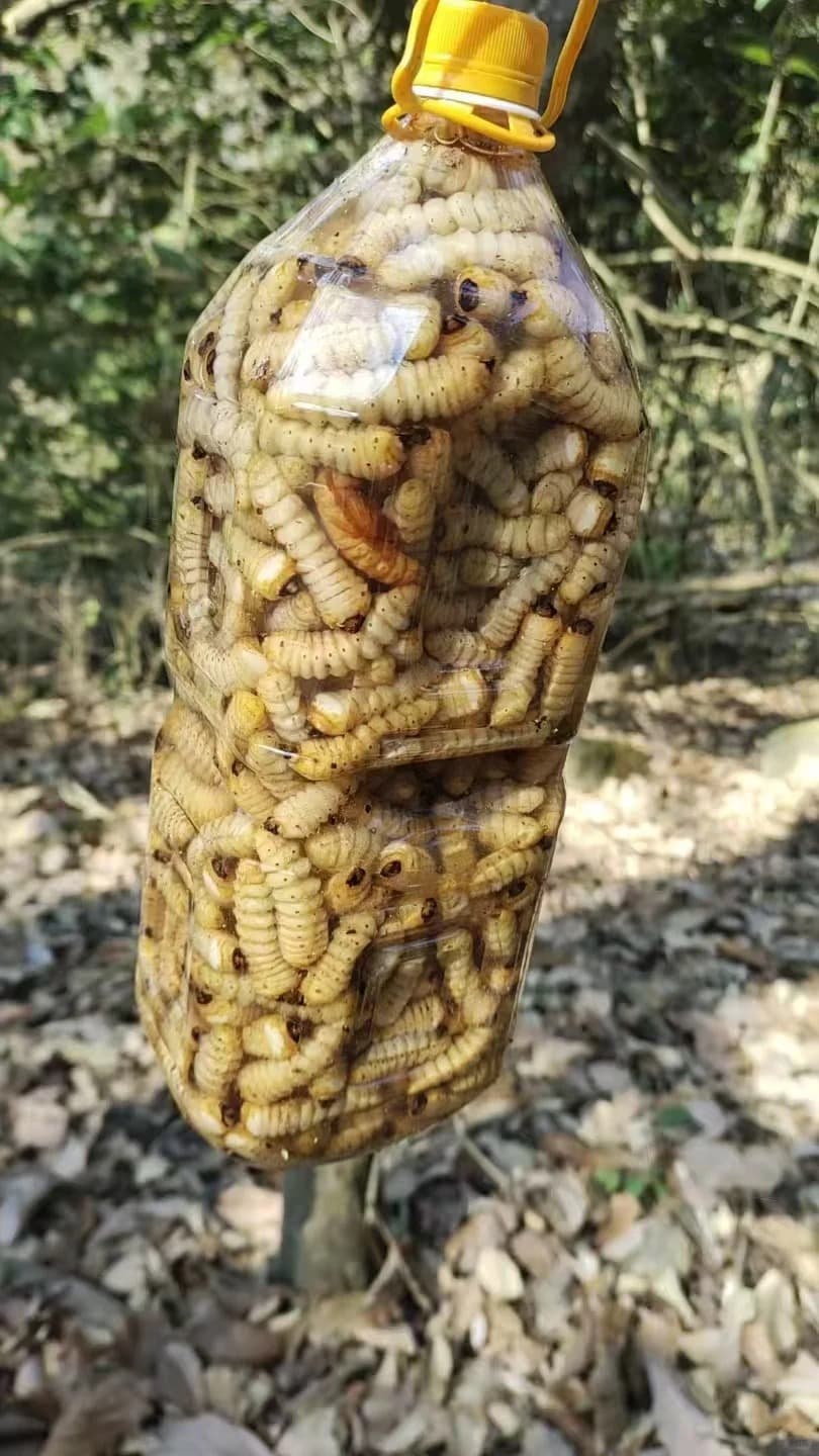 21 Wilderness Insect Eating Hacks You May Ever Know