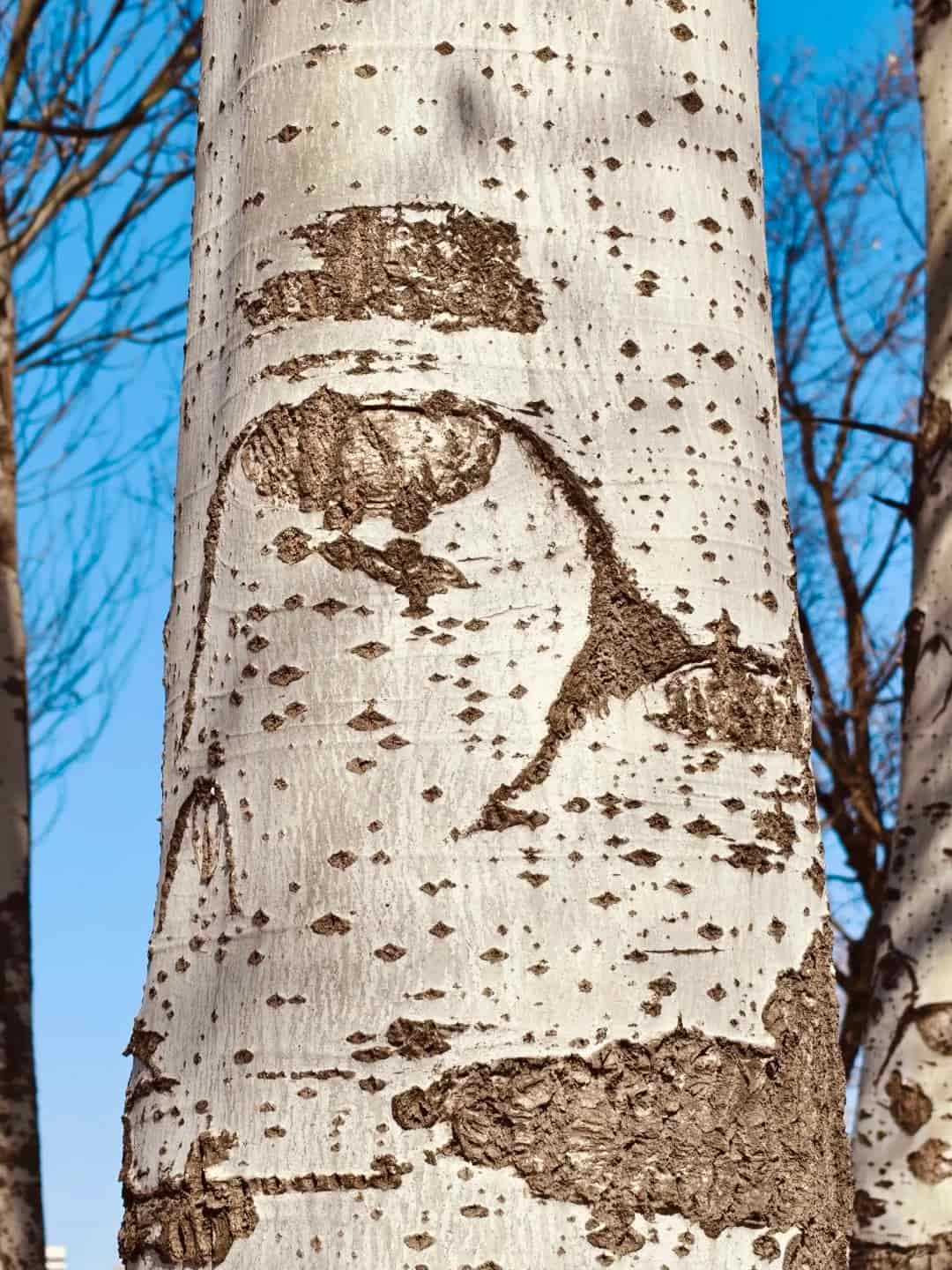 A Humble Guide to 10 Natural Tinder Sources in the Wilderness