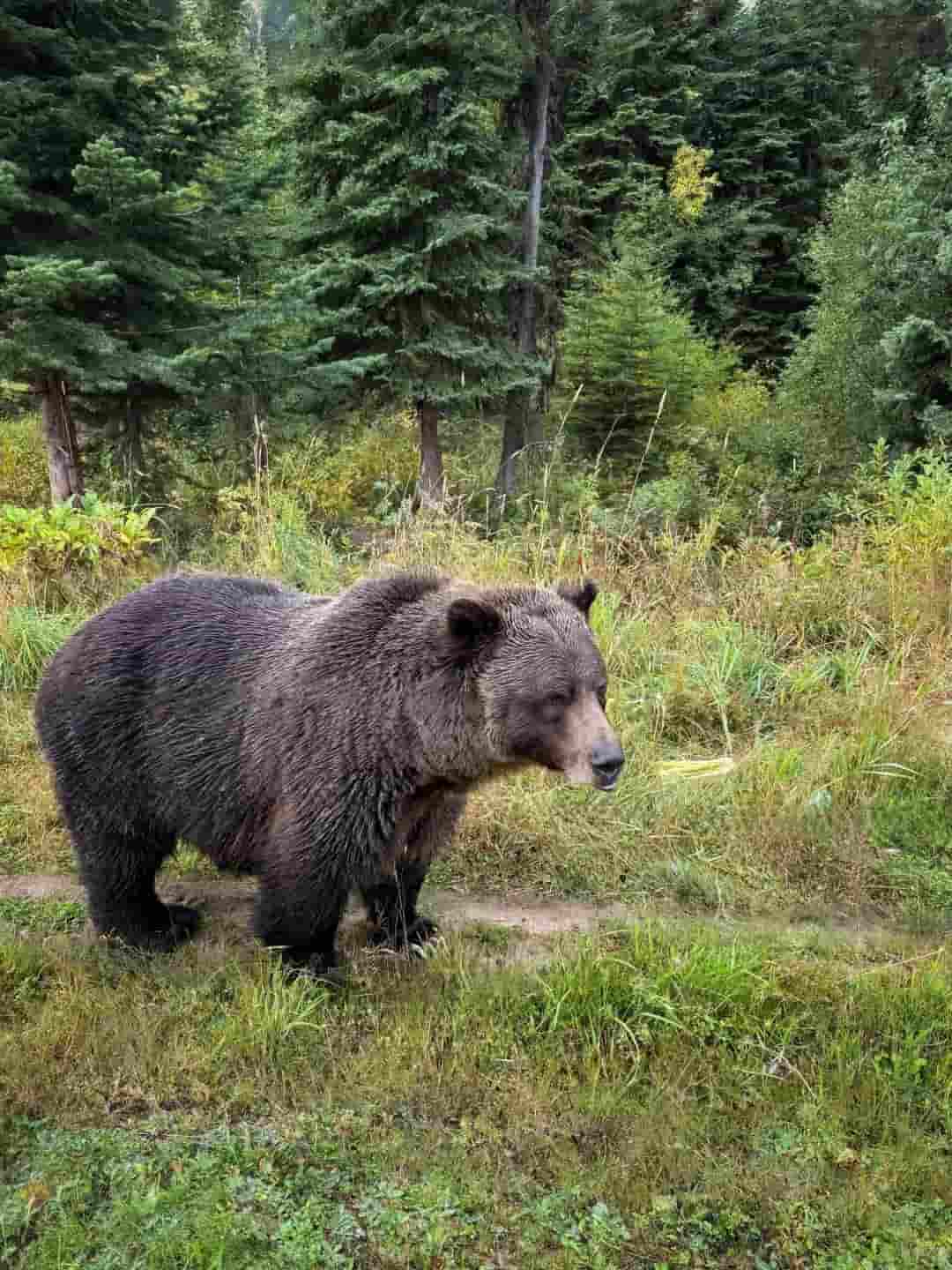 Master the Art of Bear Safety: 17 Essential Food Storage Tips