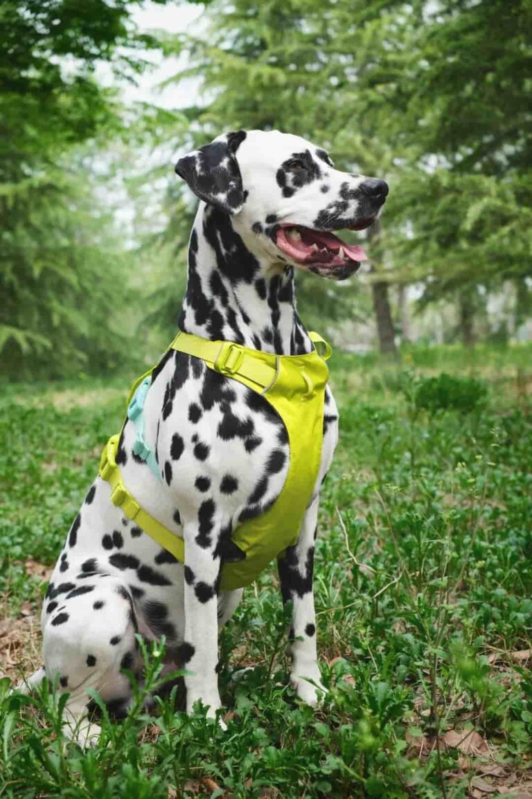 17 Tips for Camping With Your Dog: The Long Lead vs Crate debate