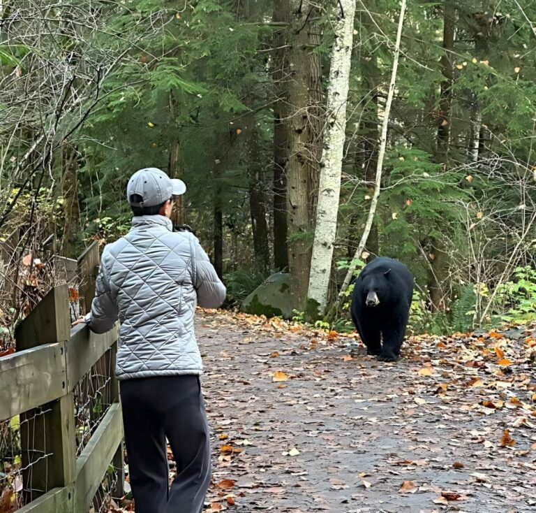 20 Tips to Do If You Encounter Bears in The Forest