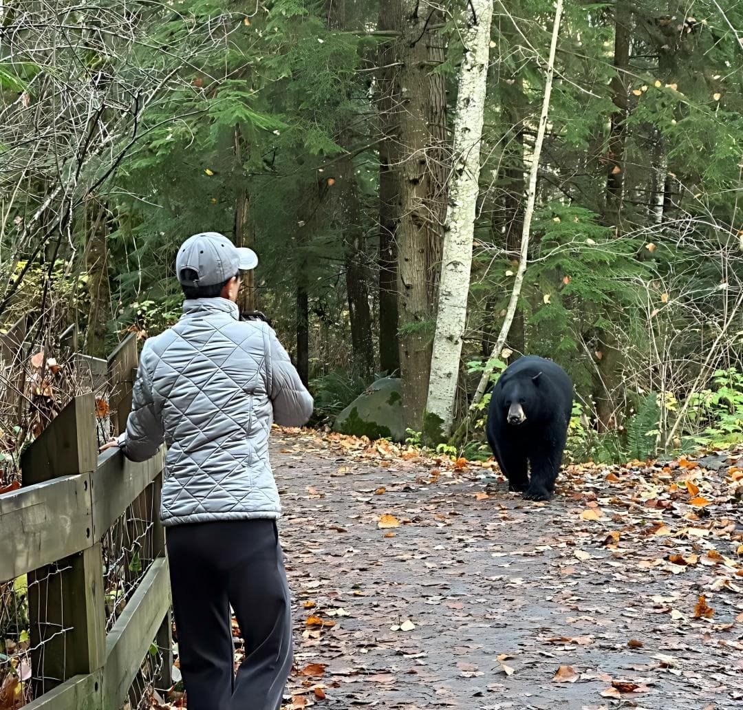 20 Tips to Do If You Encounter Bears in The Forest