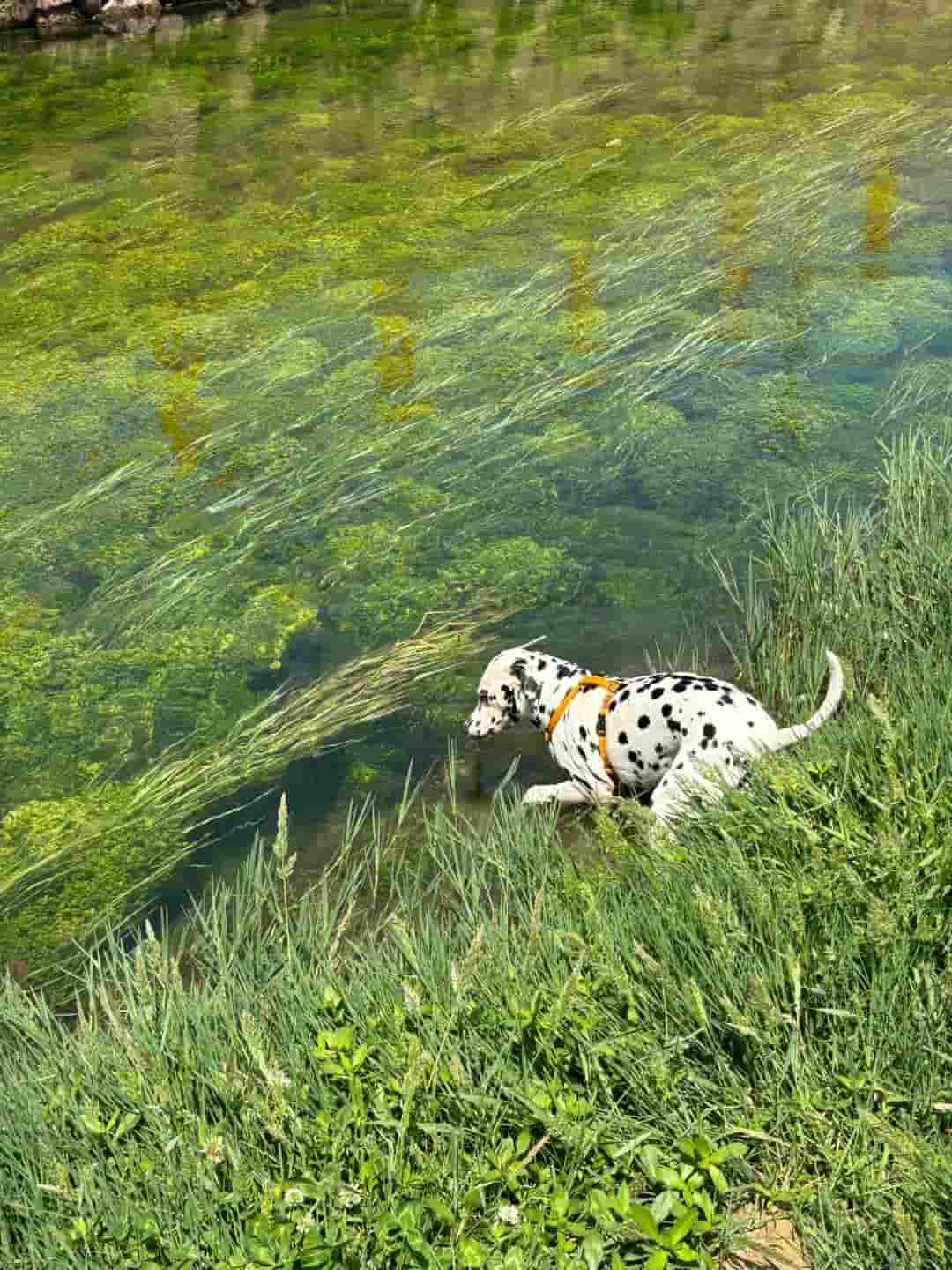 How to Safely Get Your Dog Across A River Or Stream？