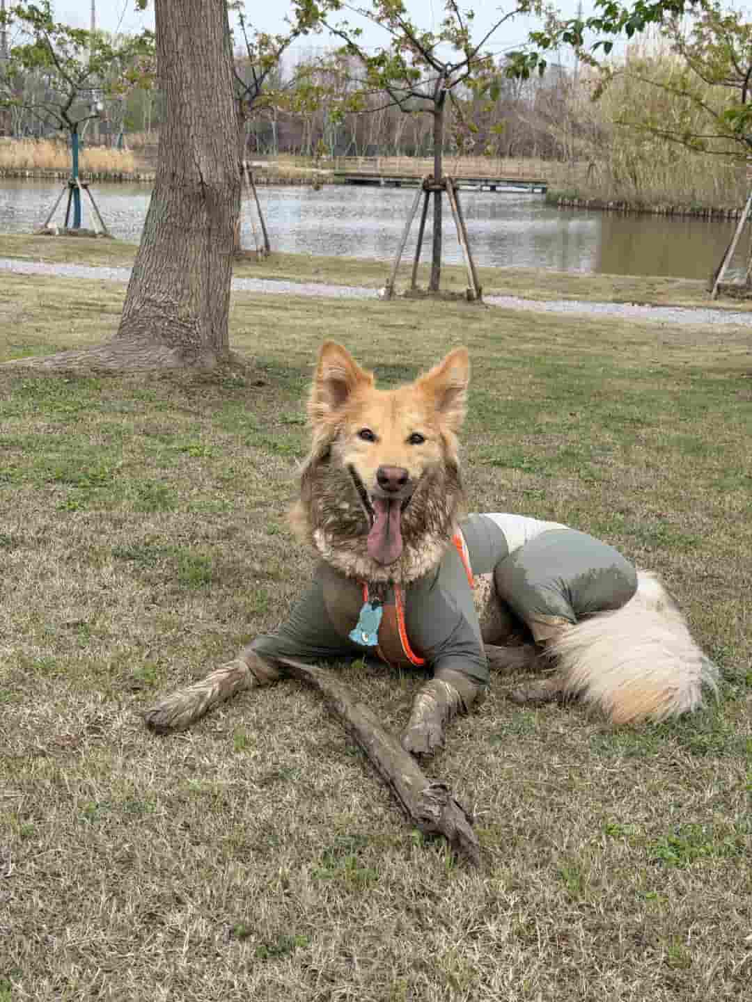 How to Wash A Muddy Dog Before They Get Into The Tent?